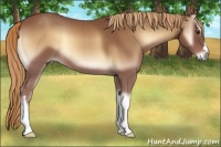 Horse Color:Red Onyx 