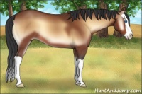 Horse Color:Bay Onyx Splash