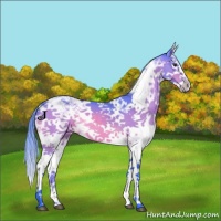 Horse Color:Watercolor Brown Sabino Splash 