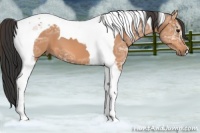Horse Color:Bay Ice Tobiano 