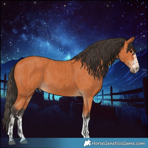 Horse Color:Bay  and Bay 