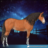 Horse Color:Bay  and Bay 