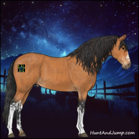 Horse Color:Bay  and Bay 