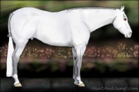 Horse Color:Silver Amber Cream Champagne Chinchilla Dun Sabino Blanket 
