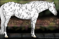 Horse Color:Silver Grullo Chinchilla Appaloosa