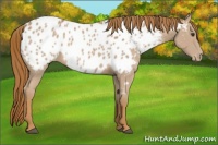 Horse Color:Chestnut Appaloosa 
