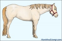 Horse Color:Buckskin Roan Pearl and Buckskin Roan Pearl