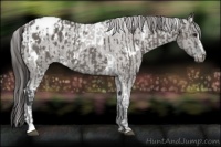 Horse Color:Grullo Sabino Tobiano Blanket  and White Spotted Grullo Blanket 