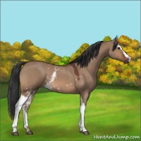 Horse Color:White Spotted Bay Dun 