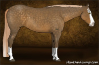 Horse Color:Chocolate Palomino Roan Splash 