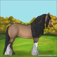 Horse Color:Bay Dun 