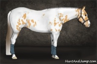 Horse Color:Buckskin Tobiano Appaloosa 