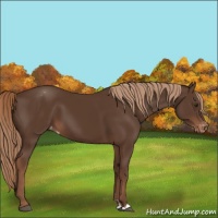 Horse Color:Liver Chestnut Sabino Appaloosa 