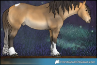 Horse Color:Buckskin Tobiano 
