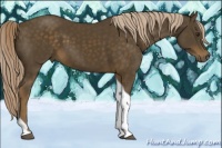 Horse Color:Chocolate Palomino Tobiano 