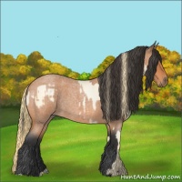 Horse Color:Buckskin Roan Pearl  and Bay Roan 