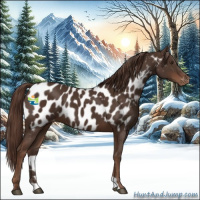 Horse Color:Liver Chestnut Appaloosa 