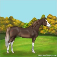 Horse Color:Liver Chestnut Sabino Splash Appaloosa 