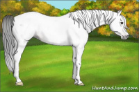Horse Color:Gray Bay Tobiano
