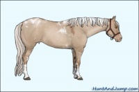 Horse Color:Silver Grullo Pearl Sabino Tobiano Appaloosa 