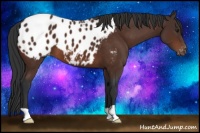 Horse Color:Brown Appaloosa 