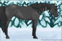 Horse Color:Blue Roan Sabino 