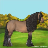 Horse Color:Bay Dun 