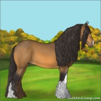 Horse Color:Buckskin 