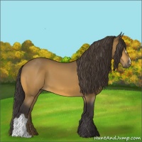 Horse Color:Buckskin 