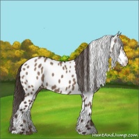 Horse Color:Liver Red Dun Appaloosa 