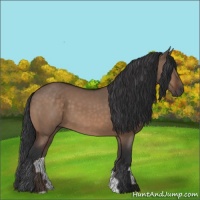 Horse Color:Brown Dun 