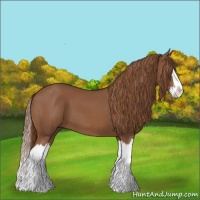 Horse Color:Chestnut Splash 