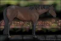 Horse Color:Brown Rabicano 