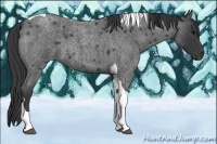 Horse Color:Blue Roan Tobiano