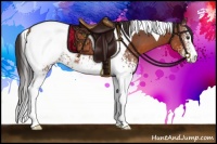 Horse Color:White Spotted Bay Tobiano Appaloosa 