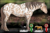 Horse Color:Amber Champagne Appaloosa  and Amber Champagne Appaloosa 