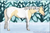 Horse Color:Gold Cream Champagne Dun Tobiano 