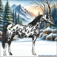 Horse Color:Black Appaloosa 