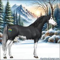 Horse Color:Black Splash 