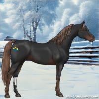 Horse Color:Liver Chestnut 