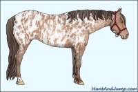 Horse Color:Sable Champagne Near Leopard  and Sable Champagne Near Leopard 