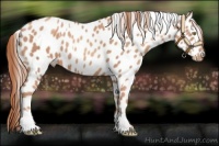 Horse Color:Gold Champagne Appaloosa  and Gold Champagne Appaloosa 