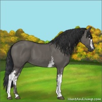 Horse Color:White Spotted Grullo 