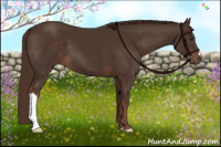 Horse Color:Liver Chestnut 
