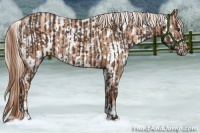 Horse Color:Liver Chestnut and Gold Champagne Near Leopard