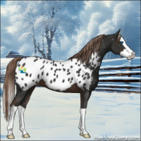 Horse Color:Liver Chestnut Splash Appaloosa 
