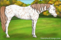 Horse Color:Gold Champagne Appaloosa  and Gold Champagne Appaloosa 
