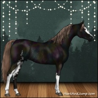 Horse Color:White Spotted Midnight Liver Chestnut Rabicano 