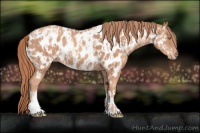 Horse Color:Gold Champagne Appaloosa  and Gold Champagne Appaloosa 
