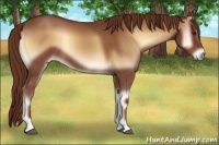 Horse Color:Red Onyx 